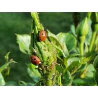 Read green gardener Reviews